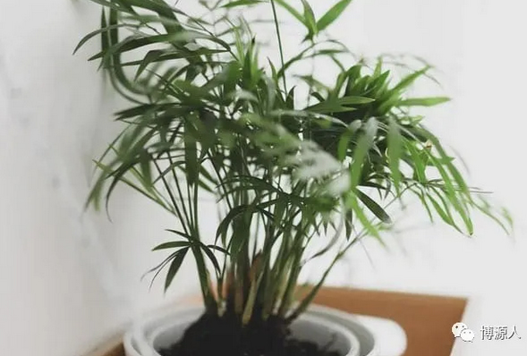 久久99精品久久久久久久不卡