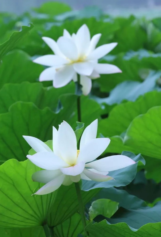 久久99精品久久久久久久不卡